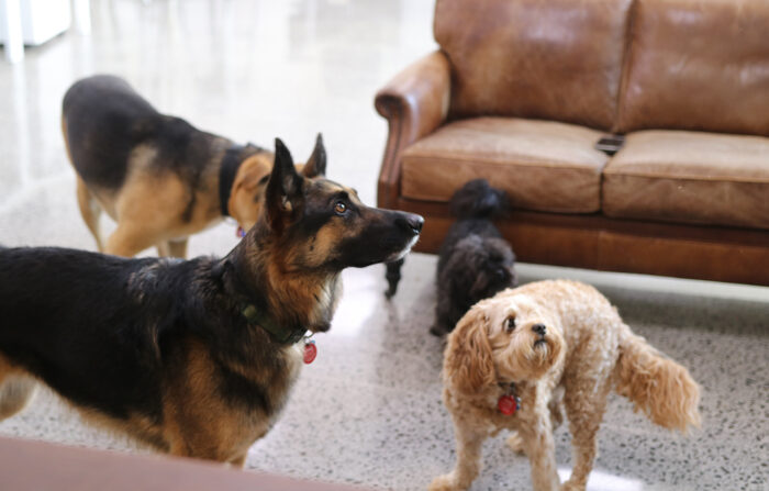 How Is Contagion Different 3(dogs)